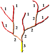 an illustration of the Strahler numbering system
