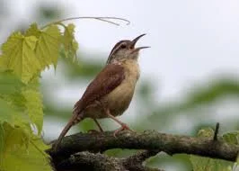carolina-wren.jpg