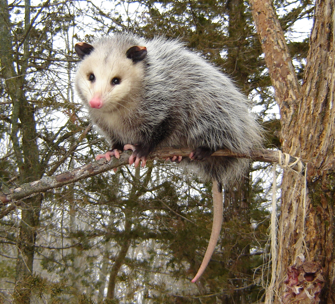 661px-Opossumvirginia.png