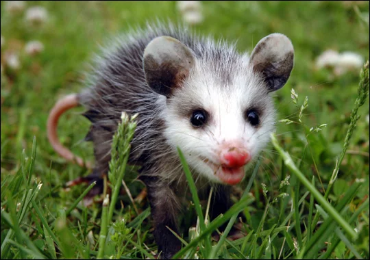 baby possum.jpg