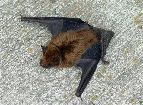 big brown bat.jpg