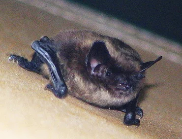 little_brown_bat.jpg