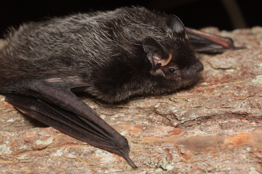 Silver-Haired Bat — Severson Dells Nature Center