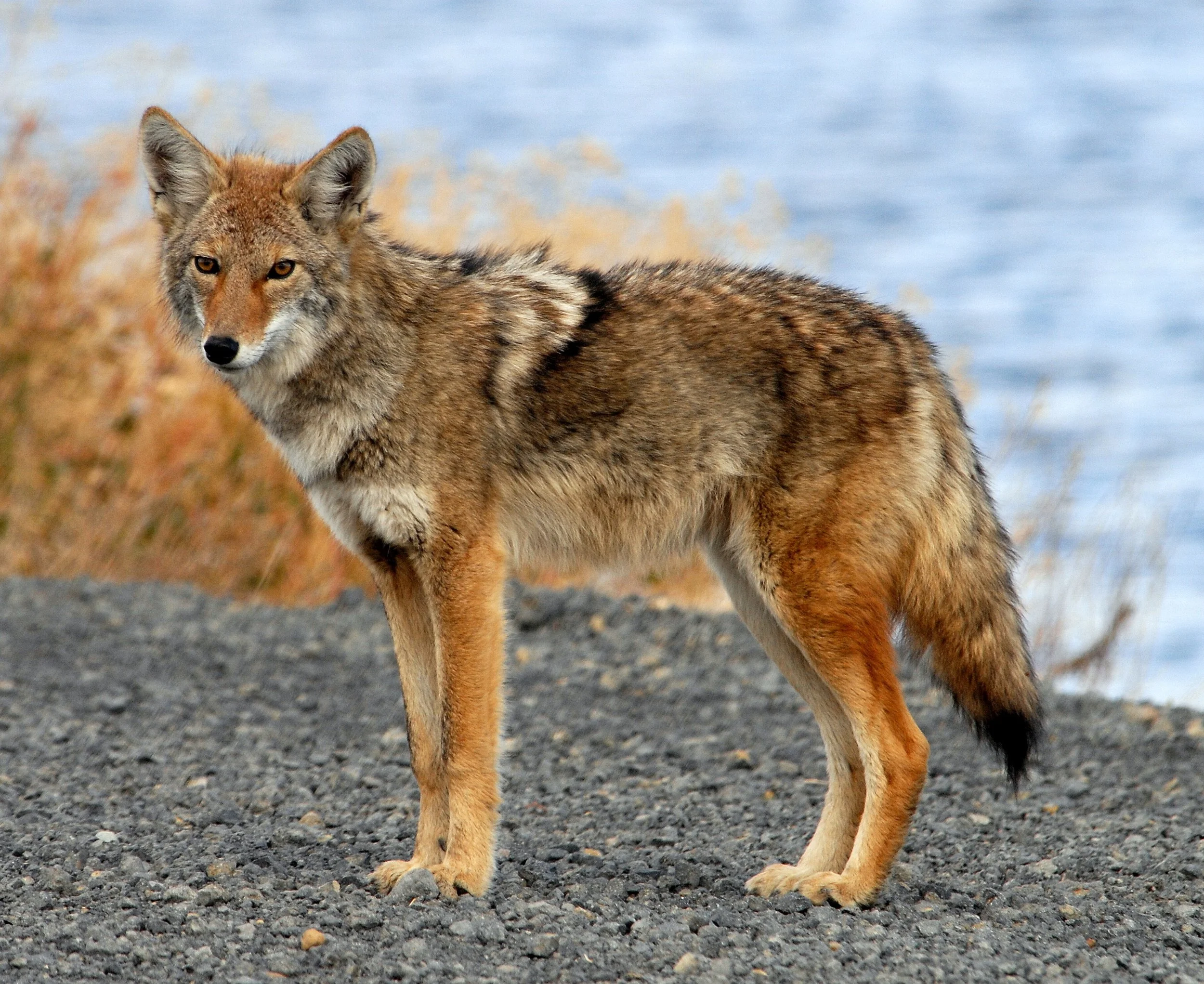 Coyote_Tule_Lake_CA.jpg