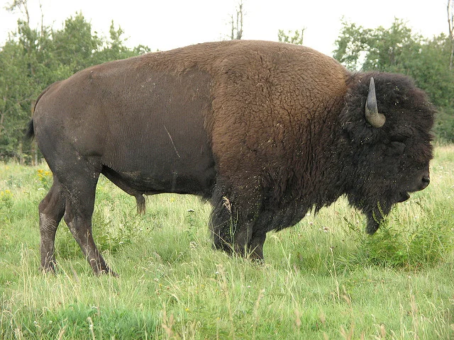 bison.jpg