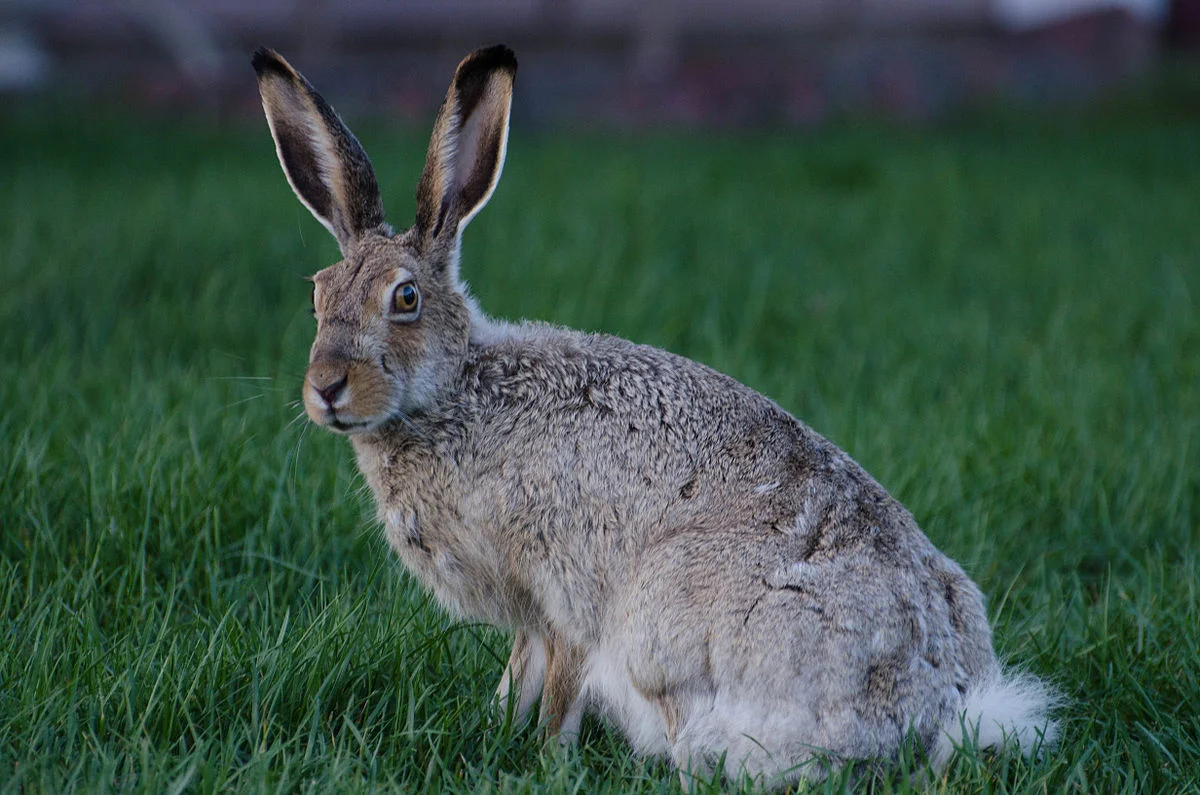 1200px-White_tailed_jackrabbit_20140530.jpg