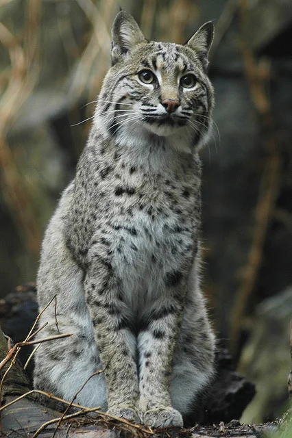 Bobcats.jpg