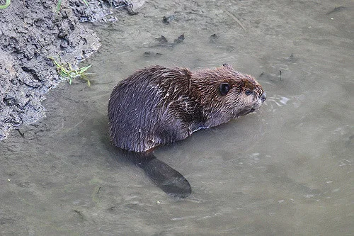 beaver.jpg