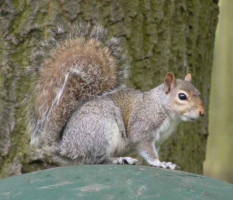 Eastern_Gray_Squirrel_800.jpg