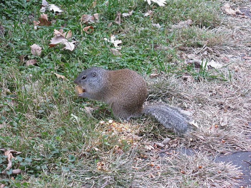 Franklin's Ground Squirrel — Severson Dells Nature Center