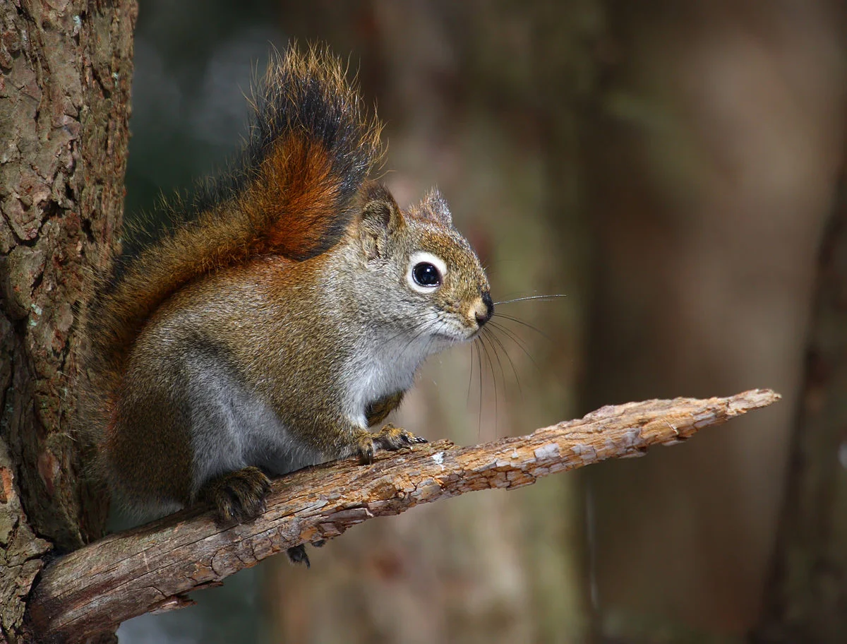 american red squirrel.jpg