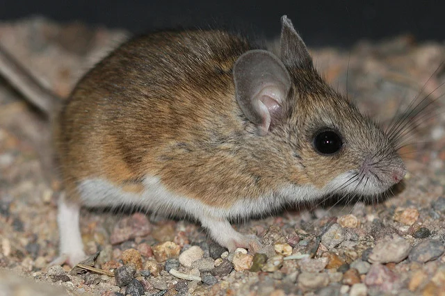 deer mouse.jpg