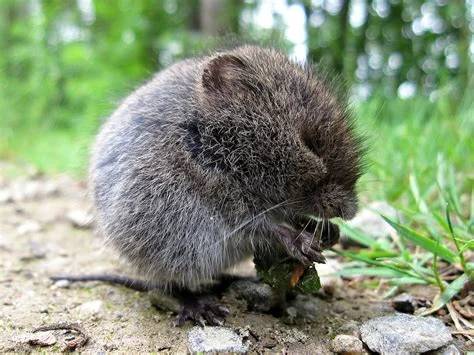meadow vole.jpg