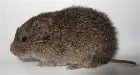 prairie vole.jpg