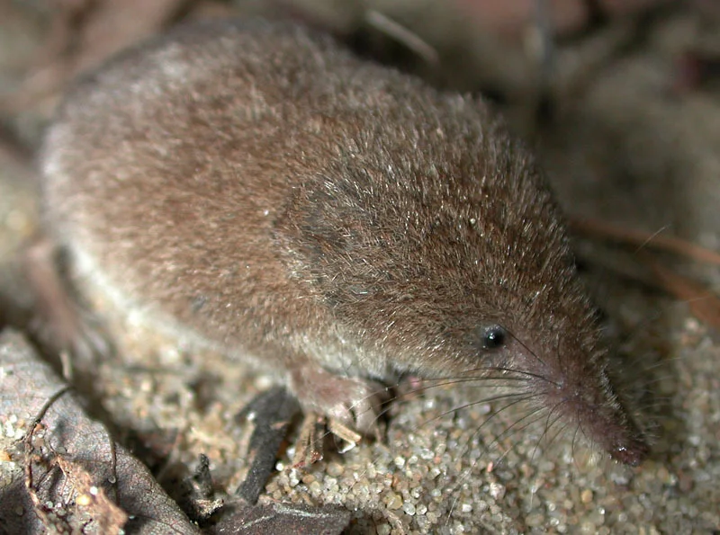Masked Shrew Masked Shrew