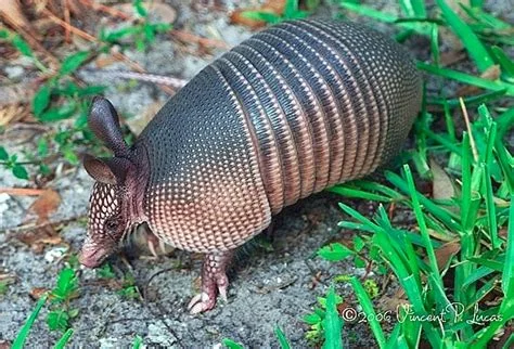 armadillo.jpg