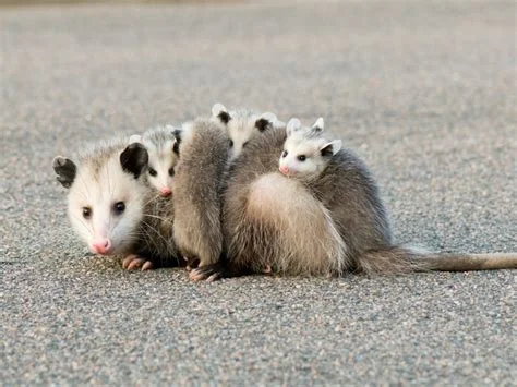 opossum.jpg