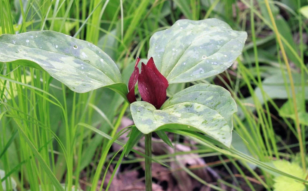 Red trillium ( Trillium erectum )