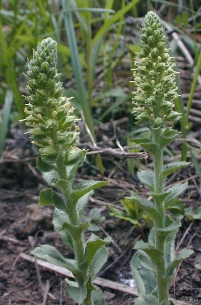 Kittentails ( Besseya bullii )
