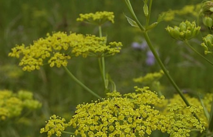 wild parsnip.jpg