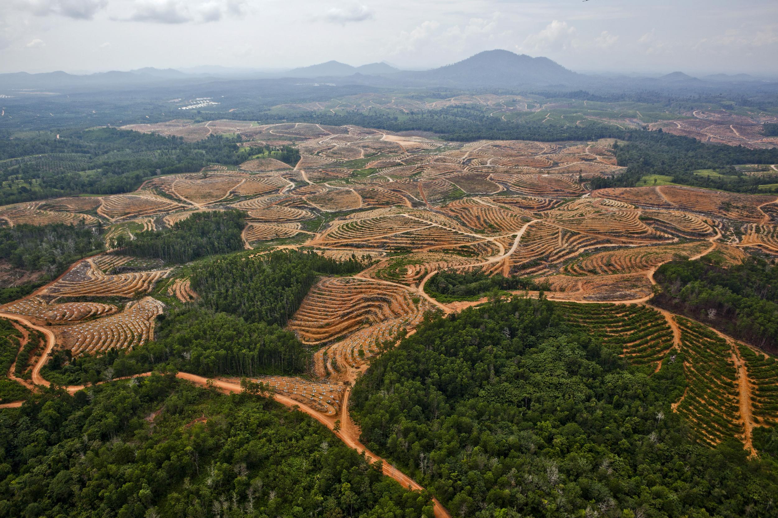 Обезлесивание. Долина Мехико обезлесение. Обезлесение Калимантан. Обезлесение в Индии. Вырубка лесов в Индонезии.