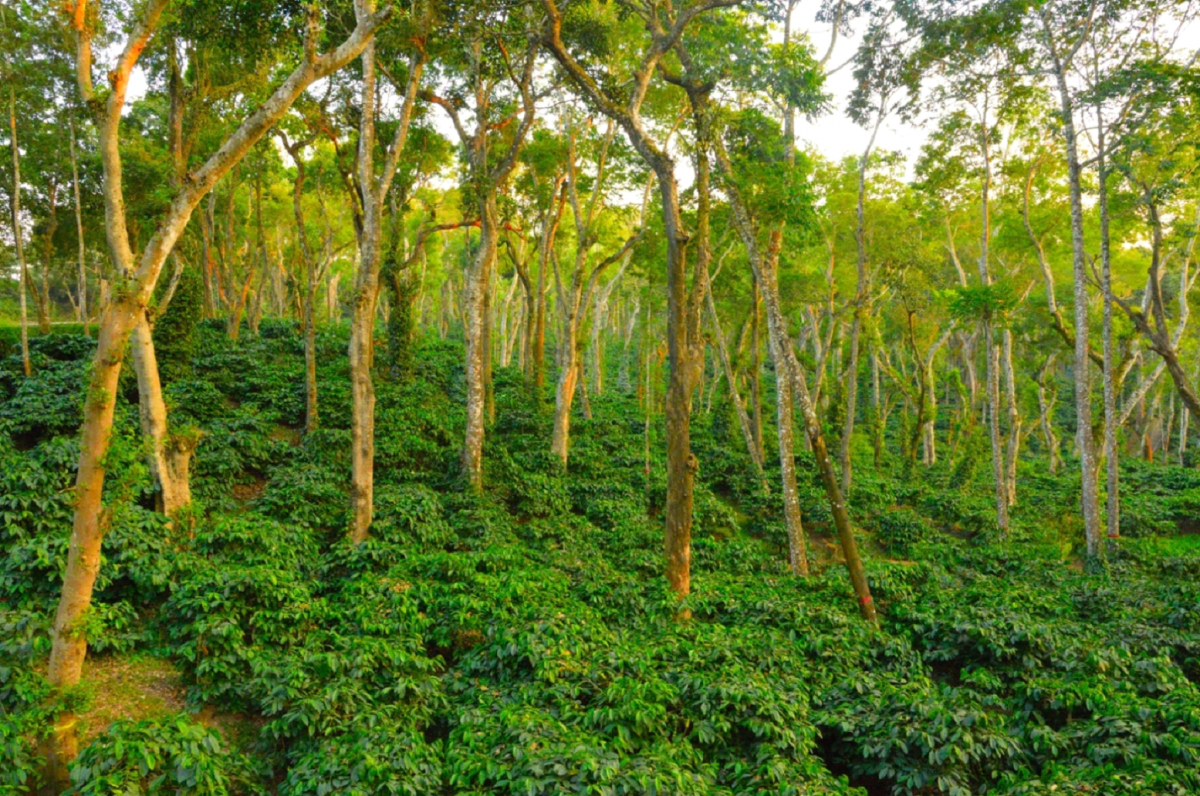 Sustainable, bird-friendly coffee agro-forestry.