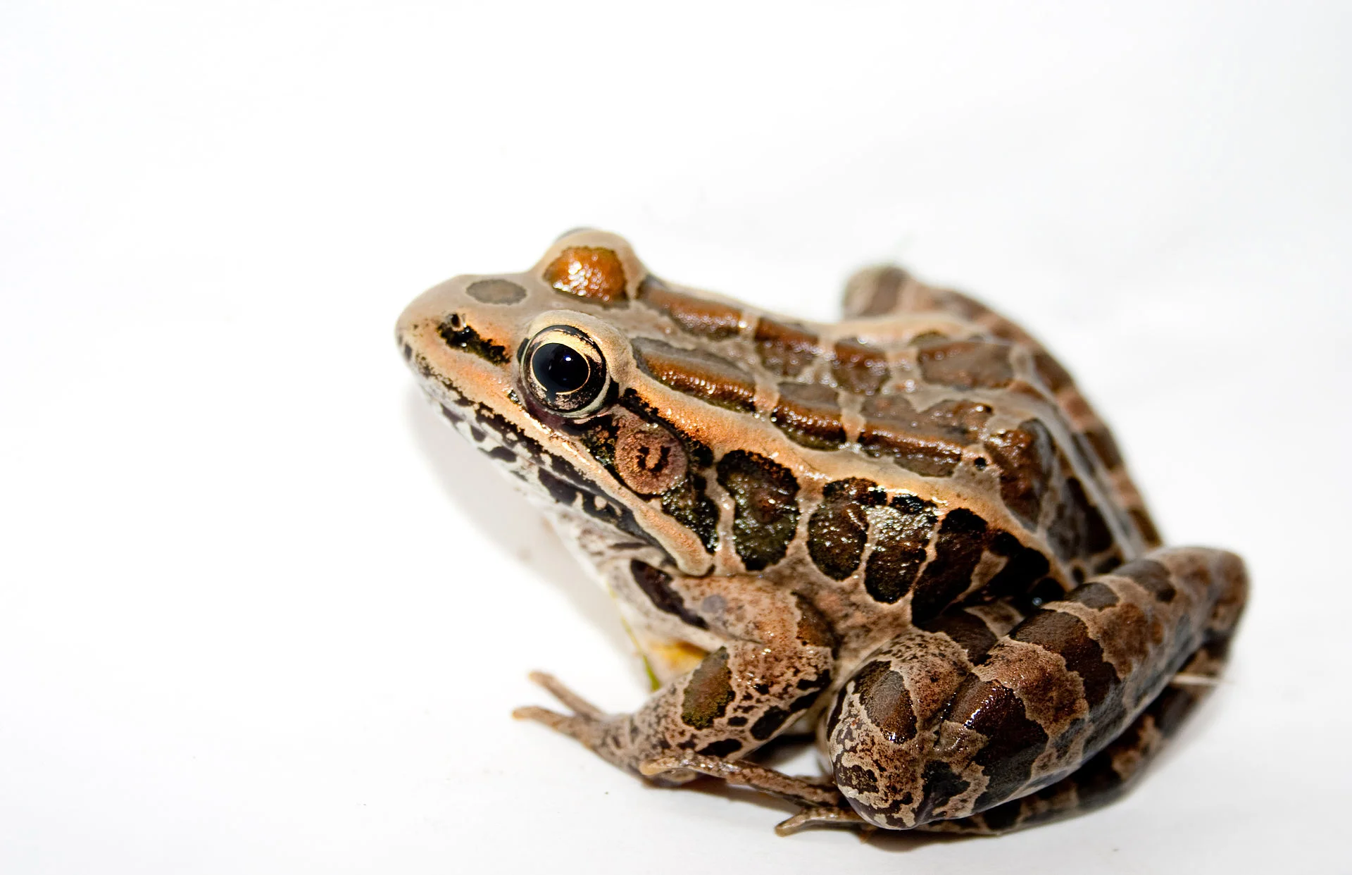 Pickerel_Frog.jpg
