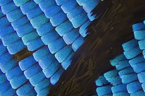 A close-up view of a Blue Morpho wing, taken by Flickr user Johan J. Ingles-Le Nobel