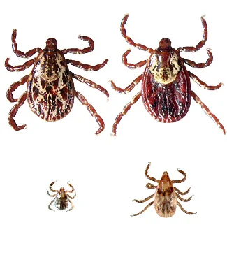 American Dog Tick (Male upper left, female upper right, nymph lower right, larva lower left)