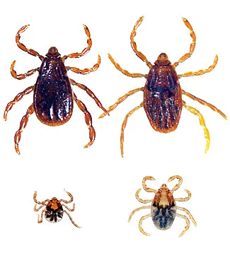 Brown Dog Tick (Male upper left, female upper right, nymph lower right, larva lower left)