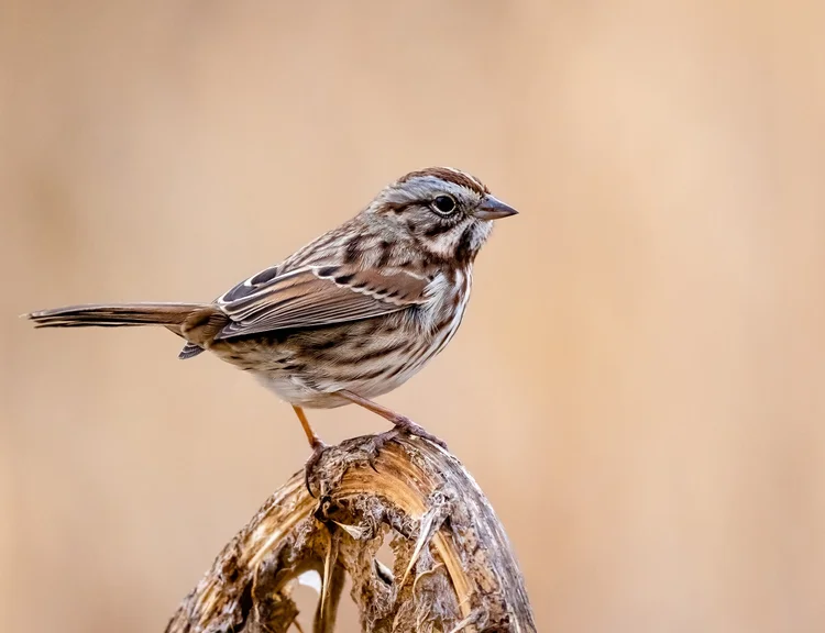 Field Notes Blog — Severson Dells Nature Center