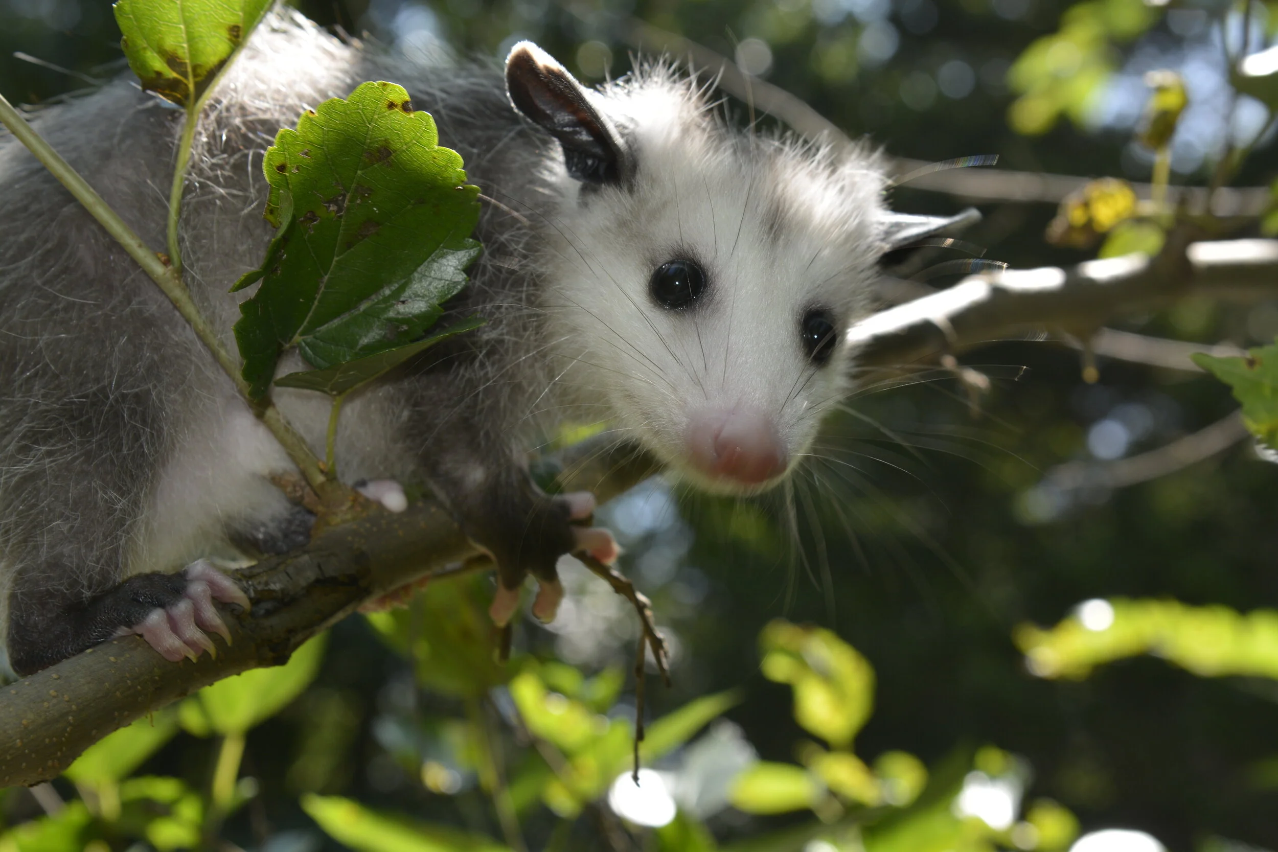 Opossum Bite