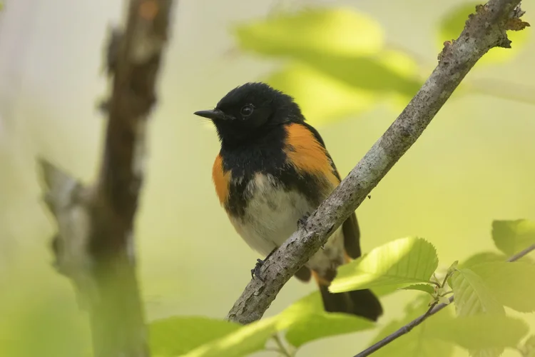 Field Notes Blog — Severson Dells Nature Center