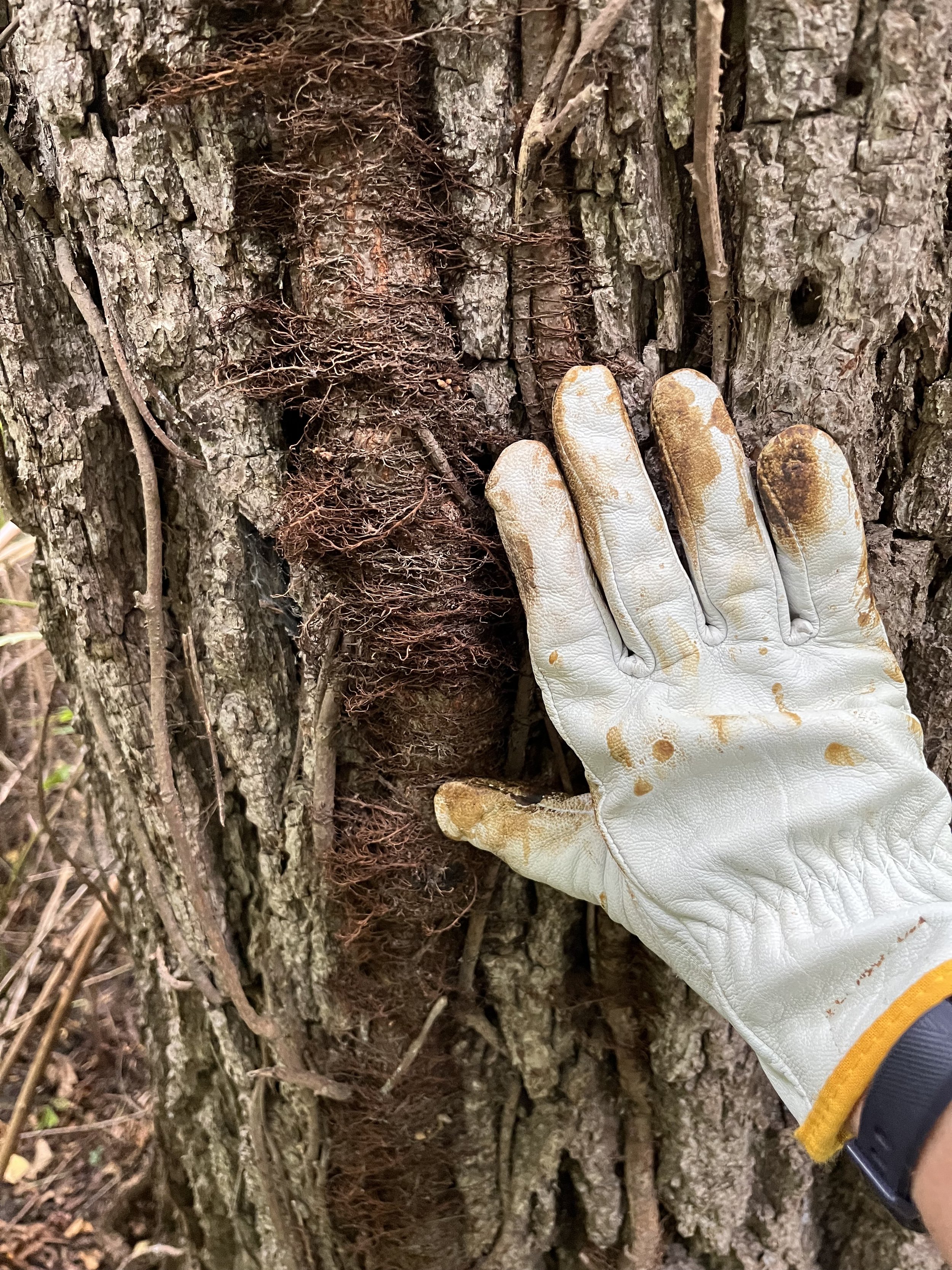 Ecology — Field Notes Blog — Severson Dells Nature Center