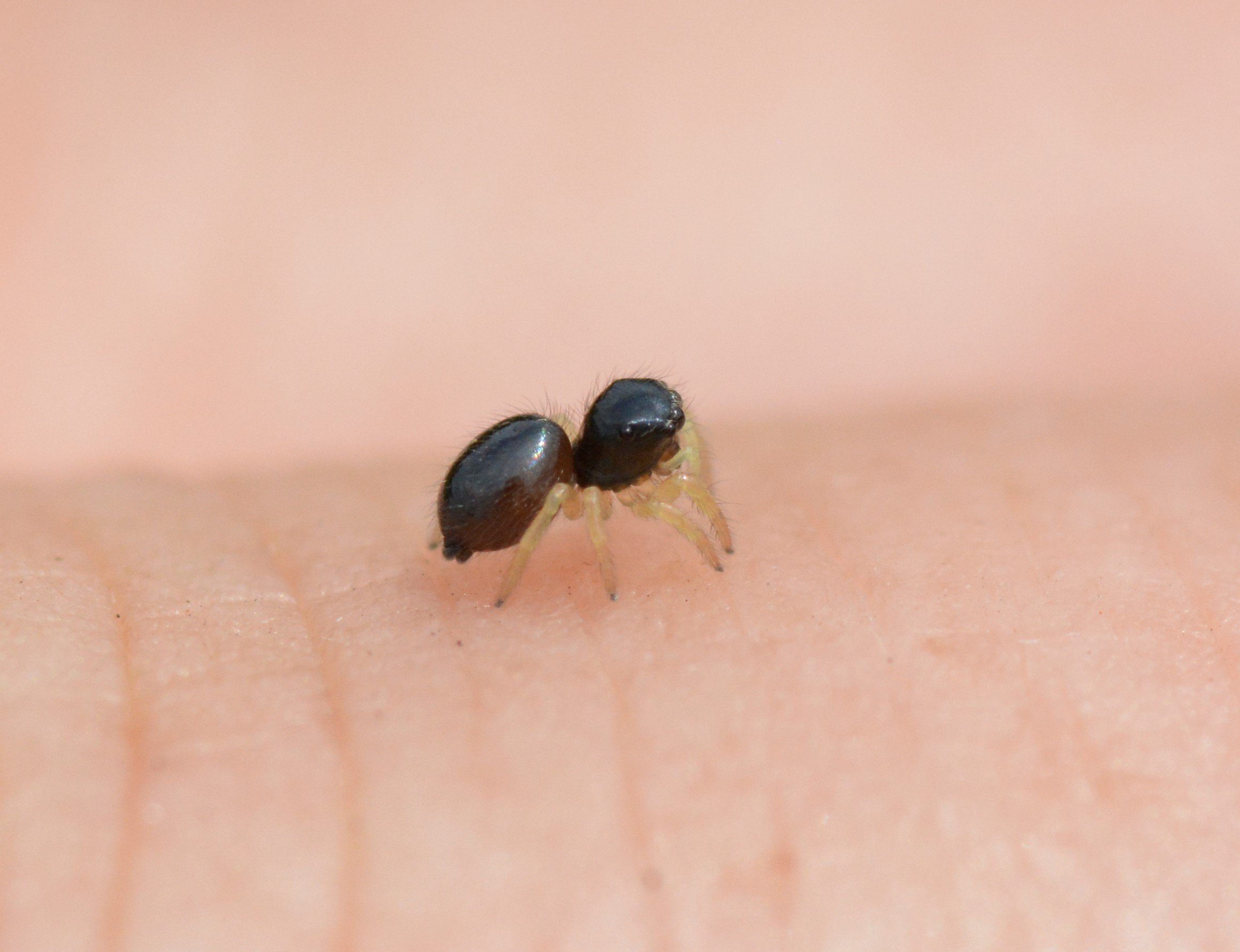 Worlds Smallest Spider
