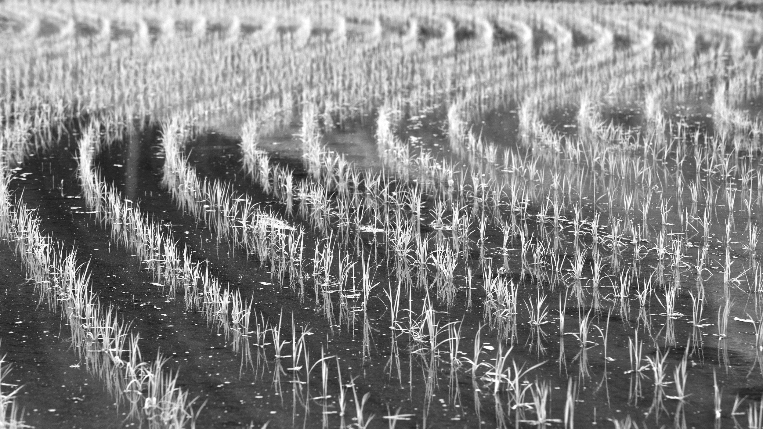 MizuShochu.RiceField.jpg