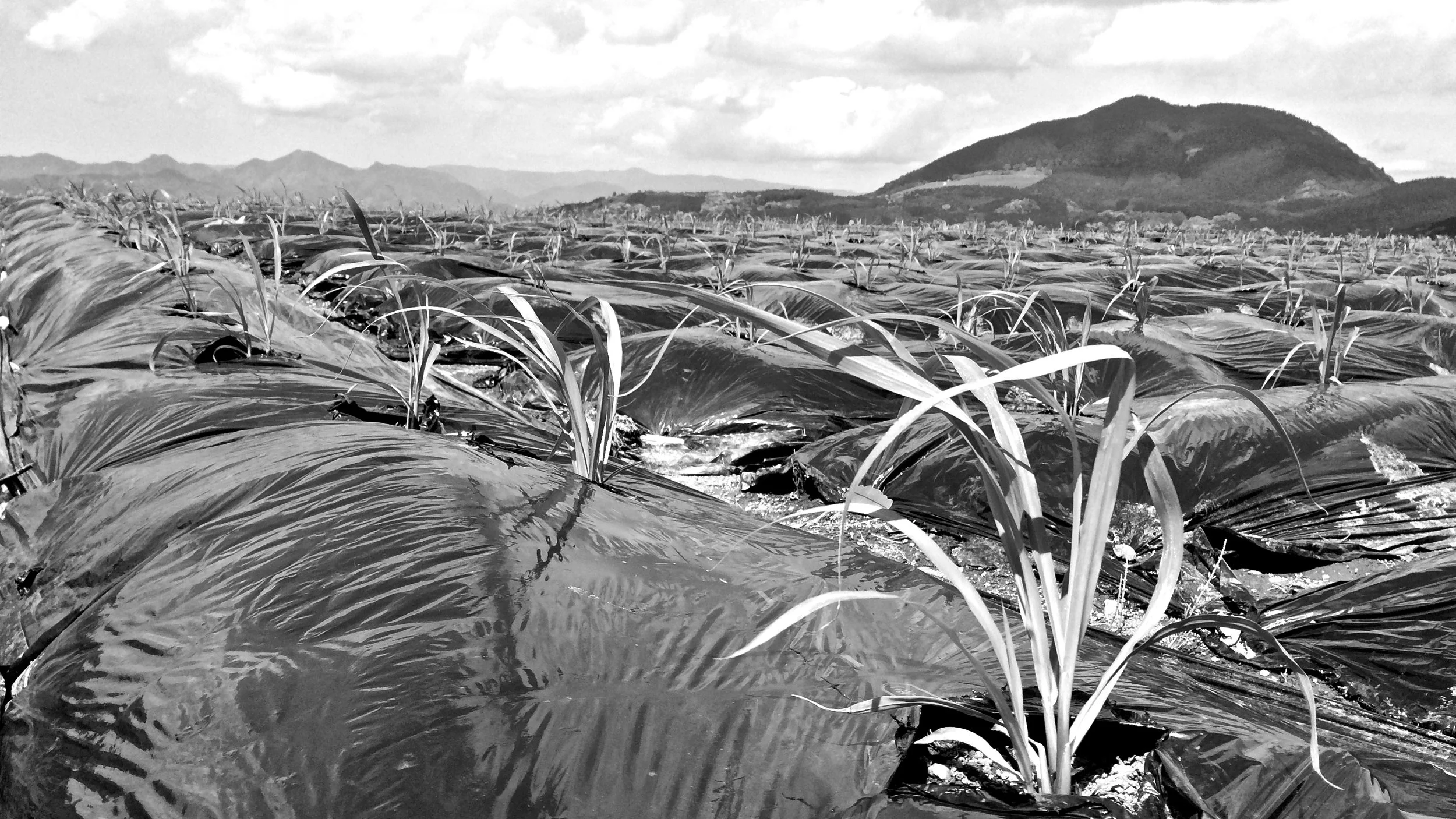 IMG_0903 - Version 3.JPG