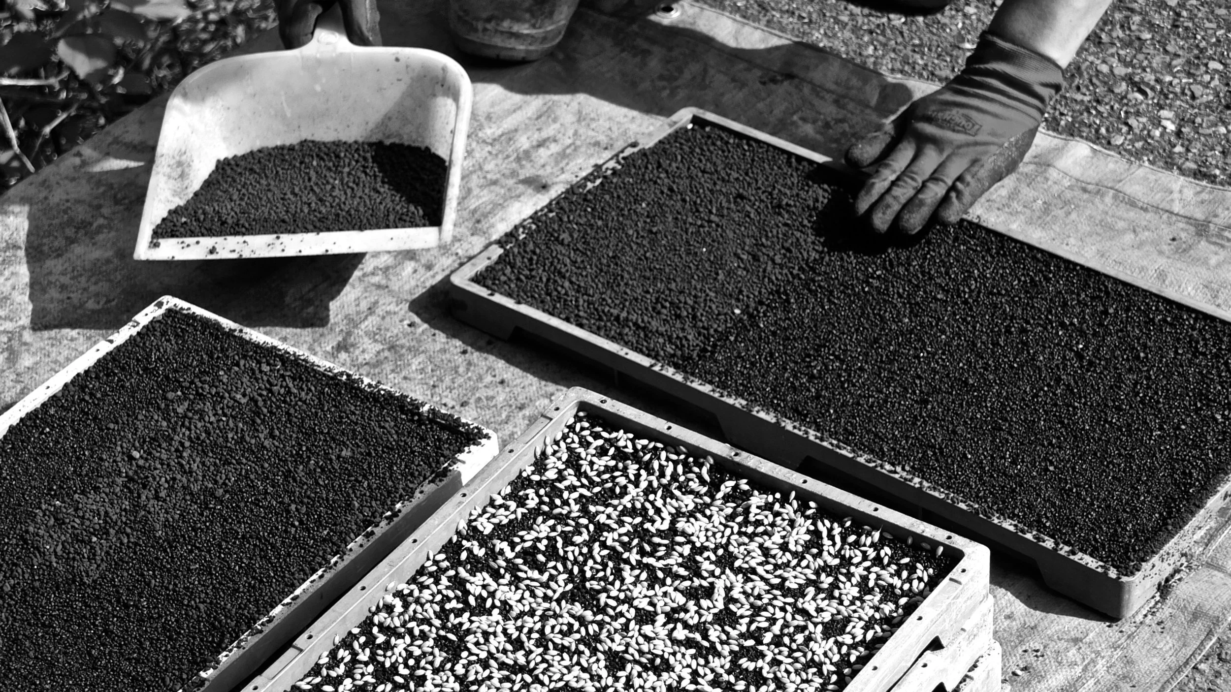 DSCF6825 - Version 4.JPG