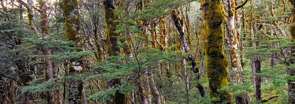 Beech forest panorama