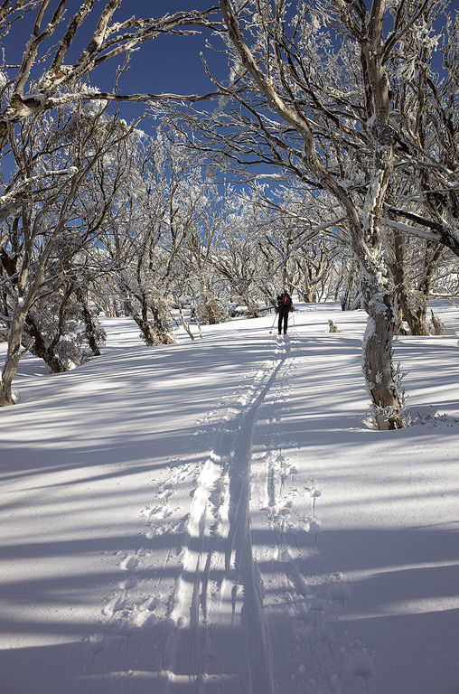 Gav Skinning up to South Rams Head through the snow gums at Dead Horse Gap