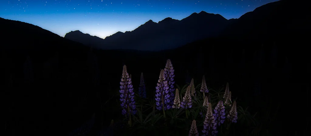 Lupins in the Fiordland National Park