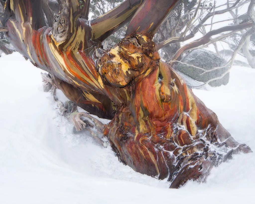 Snow Gum, KNP