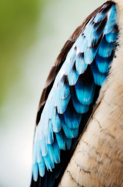 Blue-winged Kookaburra, WA