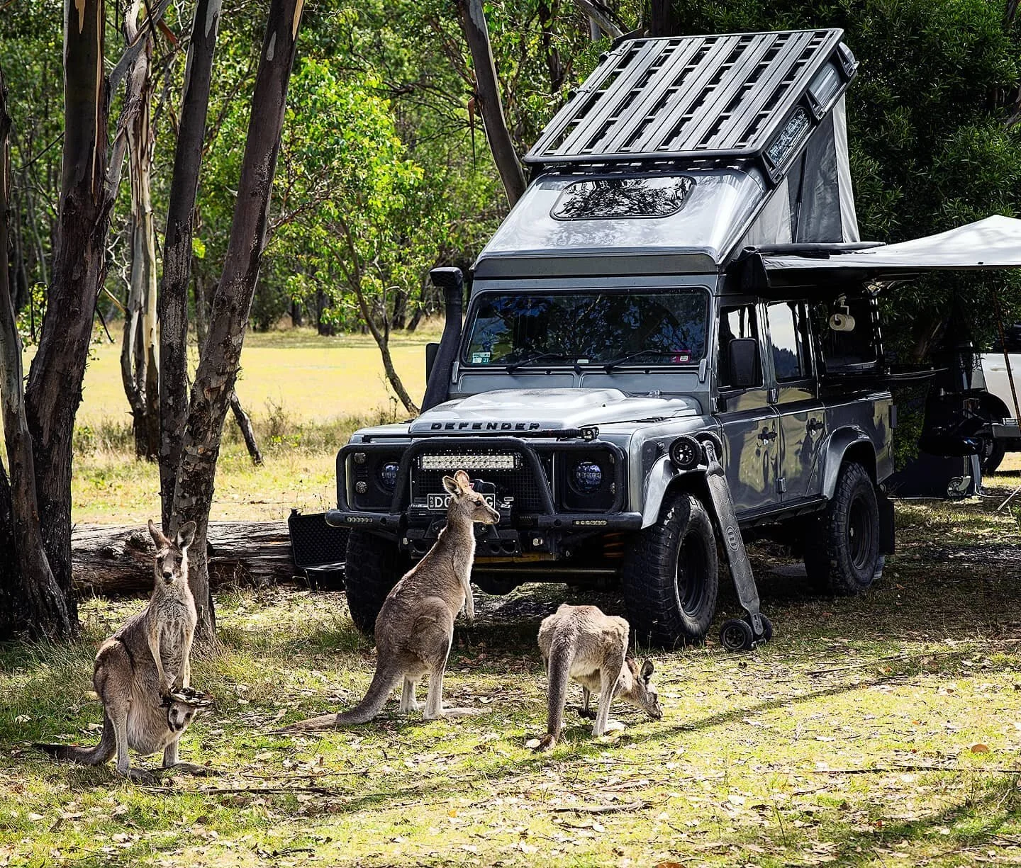 Pumba made some friends