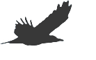 Ink drawing of crow in flight