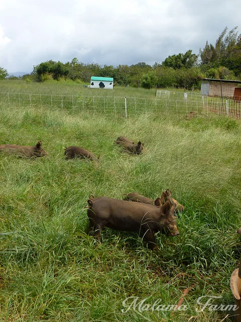 pigletsgrasscow.jpg