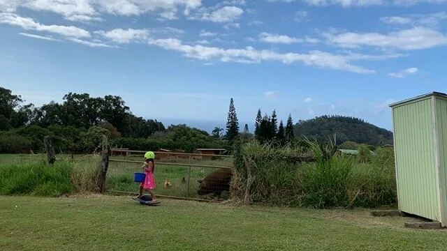 The youngest is doing her farm chores on the #onewheel . Lazy or genius? 🤔😆 #farmgirl .
.
.
#maui #homeschool #farmlife #farmkids