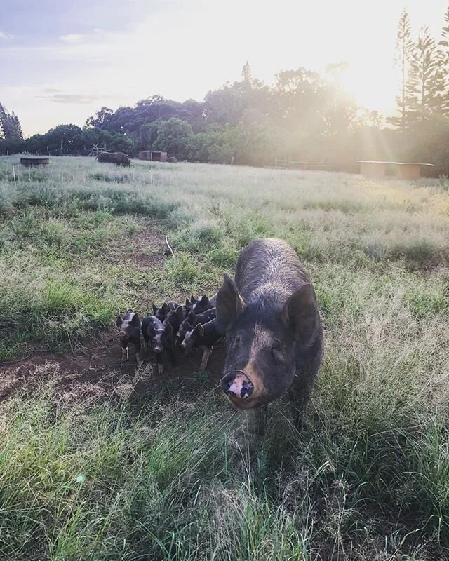 Sunset family photo. #pasturepigs .
.
.
#farm #farmlife #peaceful #knowyourfood #knowyourfarmer #maui