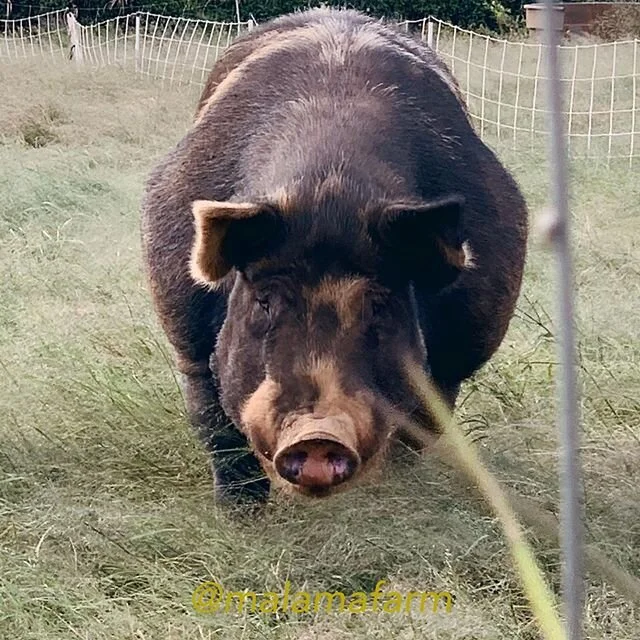 Meet Charlie. 
Quite a testament to our care for him that our girls can sweetly hang out with Charlie in the pasture. But if someone messes with them...👀 #dadinsurance #farmgirls 📷 by the 6 y/o daughter
.
.
.
#farm #pigsofinstagram #farmkids #farml