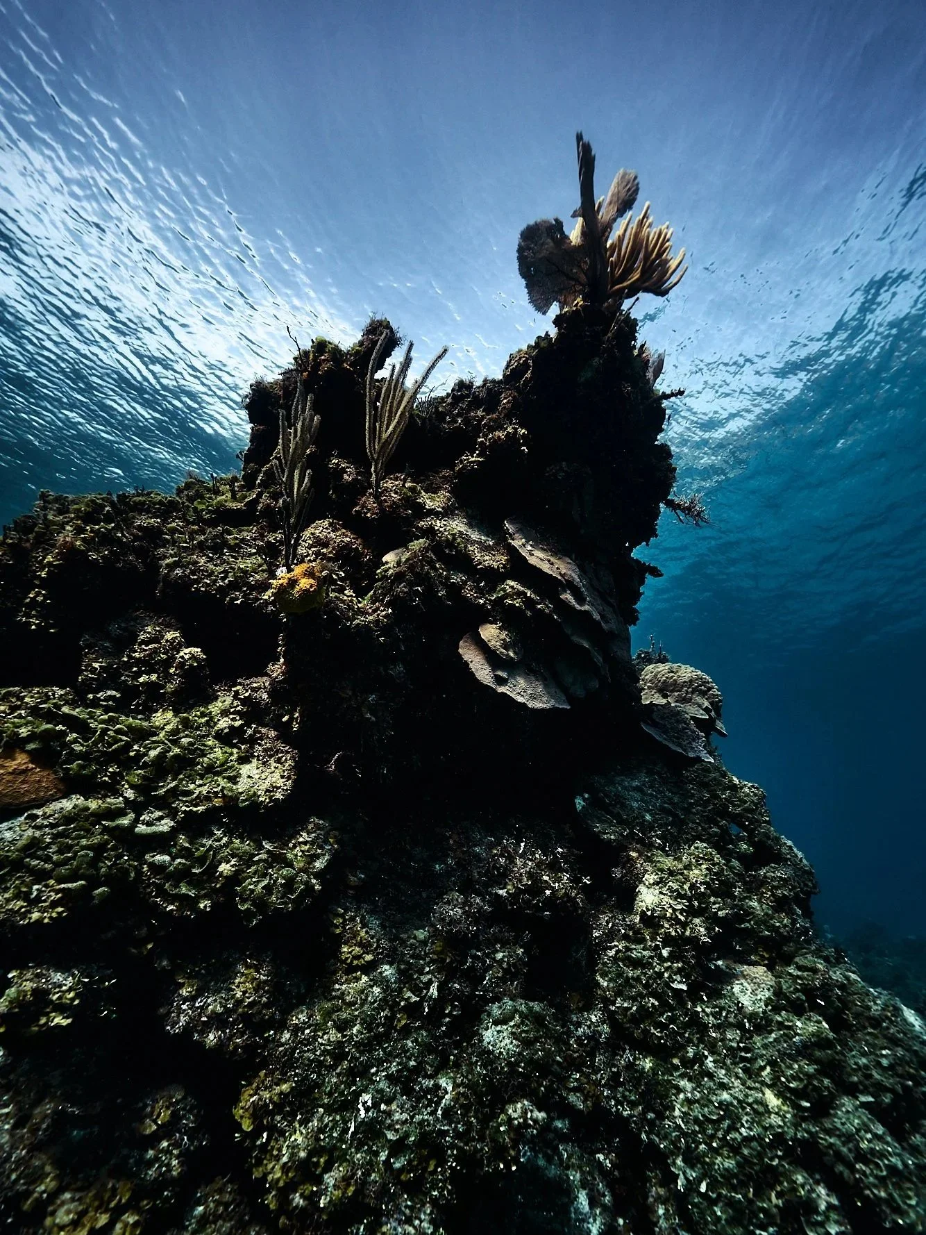 05.22.26_BAHAMAS_DIVE_0367.jpg